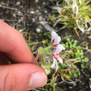 Pelargonium australe at Mount Clear, ACT - 28 Nov 2021 02:30 PM