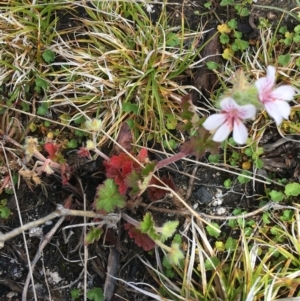 Pelargonium australe at Mount Clear, ACT - 28 Nov 2021 02:30 PM