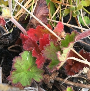 Pelargonium australe at Mount Clear, ACT - 28 Nov 2021 02:30 PM