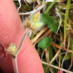 Pelargonium australe at Mount Clear, ACT - 28 Nov 2021 02:30 PM