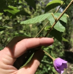 Howittia trilocularis (Blue Howittia) at Morton National Park - 14 Nov 2021 by Tapirlord