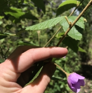 Howittia trilocularis at Bundanoon, NSW - 14 Nov 2021