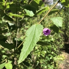 Howittia trilocularis at Bundanoon, NSW - 14 Nov 2021