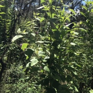 Howittia trilocularis at Bundanoon, NSW - 14 Nov 2021
