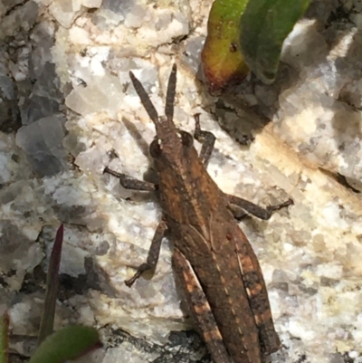 Acrididae sp. (family) (Unidentified Grasshopper) at Yaouk, NSW - 28 Nov 2021 by Ned_Johnston