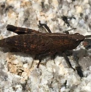 Acrididae sp. (family) at Yaouk, NSW - 28 Nov 2021 03:16 PM