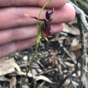 Caleana major at Bundanoon, NSW - suppressed