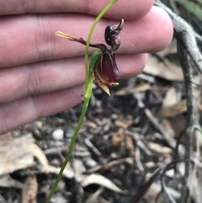 Caleana major (Large Duck Orchid) at Wingecarribee Local Government Area - 14 Nov 2021 by Tapirlord
