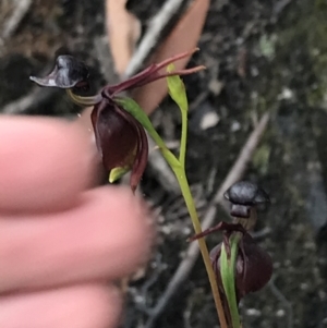 Caleana major at Bundanoon, NSW - suppressed