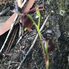 Caleana major at Bundanoon, NSW - suppressed