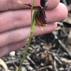 Caleana major at Bundanoon, NSW - suppressed