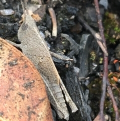 Goniaea opomaloides (Mimetic Gumleaf Grasshopper) at Yaouk, NSW - 28 Nov 2021 by NedJohnston