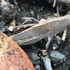 Goniaea opomaloides at Yaouk, NSW - 28 Nov 2021