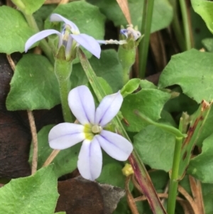 Lobelia pedunculata at Yaouk, NSW - 28 Nov 2021