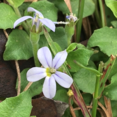 Lobelia pedunculata (Matted Pratia) at Scabby Range Nature Reserve - 28 Nov 2021 by Ned_Johnston