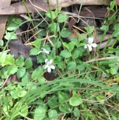 Lobelia pedunculata at Yaouk, NSW - 28 Nov 2021