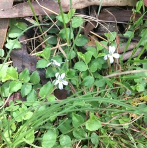 Lobelia pedunculata at Yaouk, NSW - 28 Nov 2021