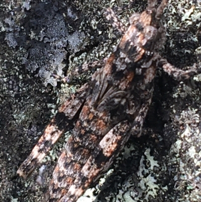 Coryphistes ruricola (Bark-mimicking Grasshopper) at Scabby Range Nature Reserve - 28 Nov 2021 by Ned_Johnston