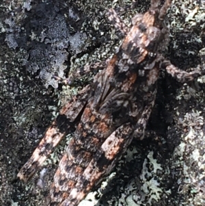 Coryphistes ruricola at Yaouk, NSW - 28 Nov 2021