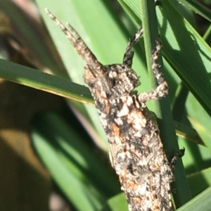 Coryphistes ruricola at Yaouk, NSW - 28 Nov 2021