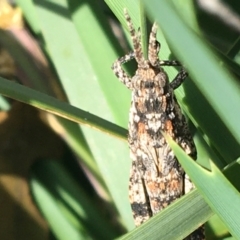 Coryphistes ruricola at Yaouk, NSW - 28 Nov 2021