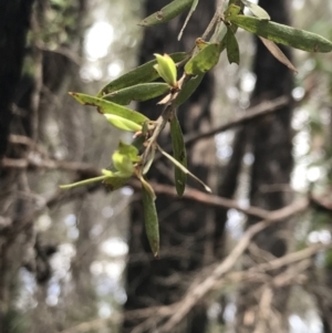 Gaudium trinervium at Bundanoon, NSW - 14 Nov 2021