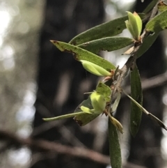 Gaudium trinervium at Bundanoon, NSW - 14 Nov 2021 12:54 PM