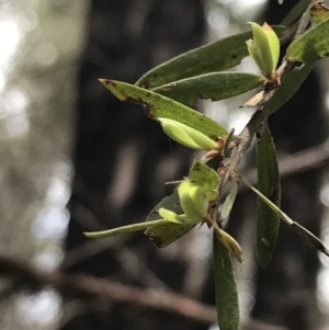 Gaudium trinervium at Bundanoon, NSW - 14 Nov 2021