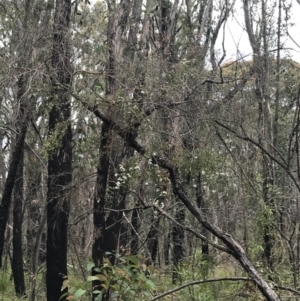 Gaudium trinervium at Bundanoon, NSW - 14 Nov 2021