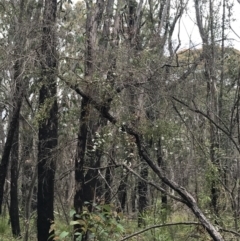 Gaudium trinerva at Bundanoon, NSW - 14 Nov 2021