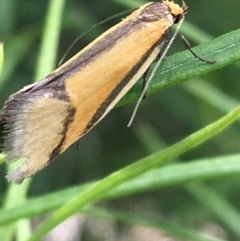 Philobota undescribed species near arabella (A concealer moth) at Yaouk, NSW - 28 Nov 2021 by Ned_Johnston