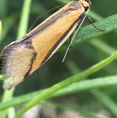 Philobota undescribed species near arabella (A concealer moth) at Yaouk, NSW - 28 Nov 2021 by NedJohnston