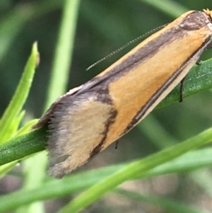 Philobota undescribed species near arabella at Yaouk, NSW - 28 Nov 2021