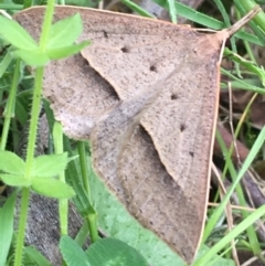 Epidesmia hypenaria (Long-nosed Epidesmia) at Scabby Range Nature Reserve - 28 Nov 2021 by Ned_Johnston