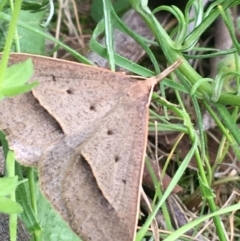 Epidesmia hypenaria at Yaouk, NSW - 28 Nov 2021