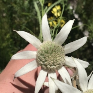 Actinotus helianthi at Bundanoon, NSW - suppressed