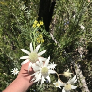 Actinotus helianthi at Bundanoon, NSW - suppressed