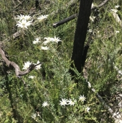 Actinotus helianthi at Bundanoon, NSW - suppressed