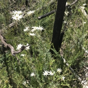 Actinotus helianthi at Bundanoon, NSW - suppressed