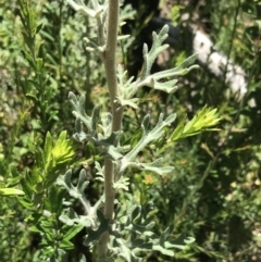 Actinotus helianthi at Bundanoon, NSW - suppressed