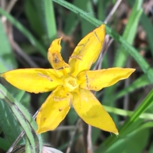 Hypoxis hygrometrica at Yaouk, NSW - 28 Nov 2021 05:06 PM