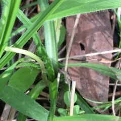 Hypoxis hygrometrica at Yaouk, NSW - 28 Nov 2021