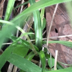 Hypoxis hygrometrica at Yaouk, NSW - 28 Nov 2021 05:06 PM