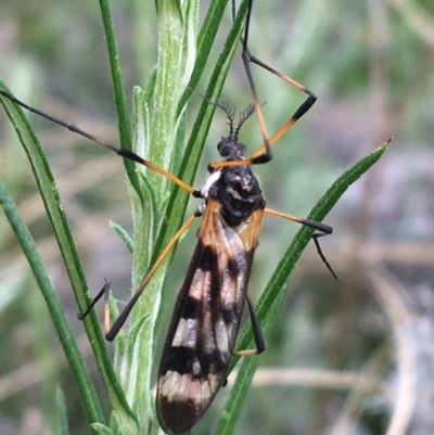 Gynoplistia (Gynoplistia) bella (A crane fly) at Yaouk, NSW - 28 Nov 2021 by NedJohnston