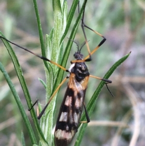 Gynoplistia (Gynoplistia) bella at Yaouk, NSW - 28 Nov 2021 05:07 PM