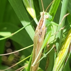 Conocephalus semivittatus (Meadow katydid) at O'Connor, ACT - 30 Nov 2021 by trevorpreston