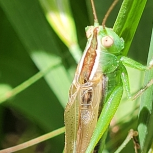 Conocephalus semivittatus at O'Connor, ACT - 30 Nov 2021