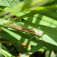 Conocephalus semivittatus at O'Connor, ACT - 30 Nov 2021