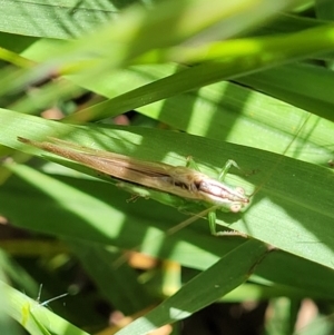 Conocephalus semivittatus at O'Connor, ACT - 30 Nov 2021 01:30 PM