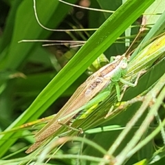 Conocephalus semivittatus at O'Connor, ACT - 30 Nov 2021 01:30 PM